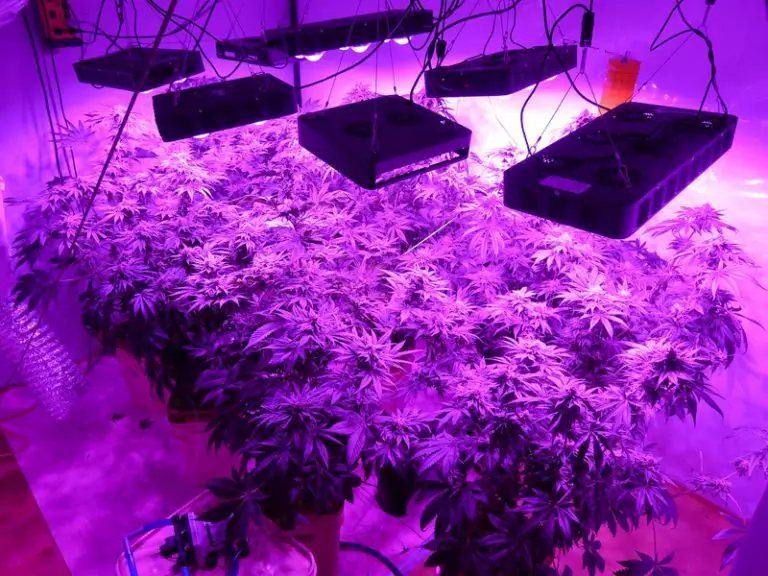 4 Best Viparspectra 600W Grow Lights [ 2021 ] - Marijuana Beginners